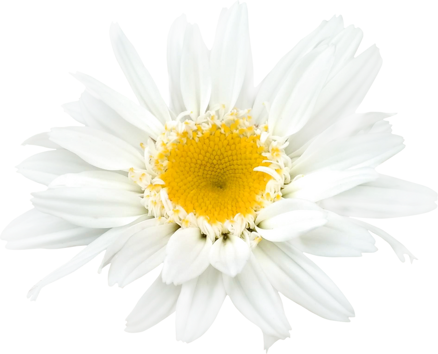 White flower png